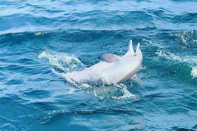 Pensacola Beach Dolphin and Scenic Tour - The crew makes a major difference