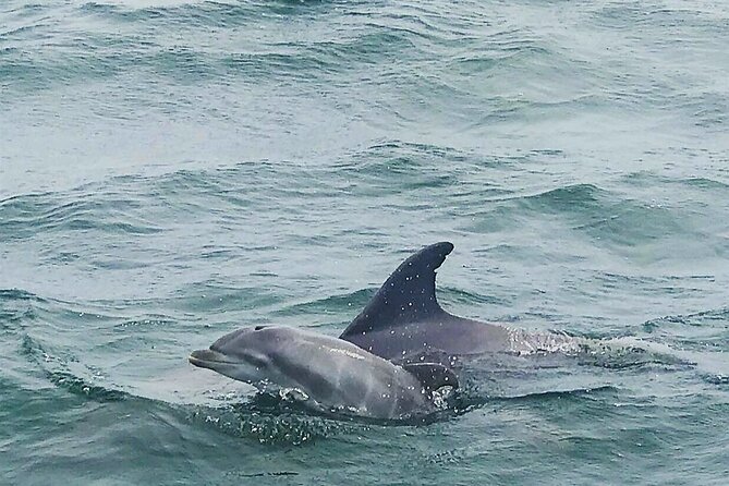 Pensacola Beach Dolphin and Scenic Tour - Fort Pickens and the protected Gulf Islands coast