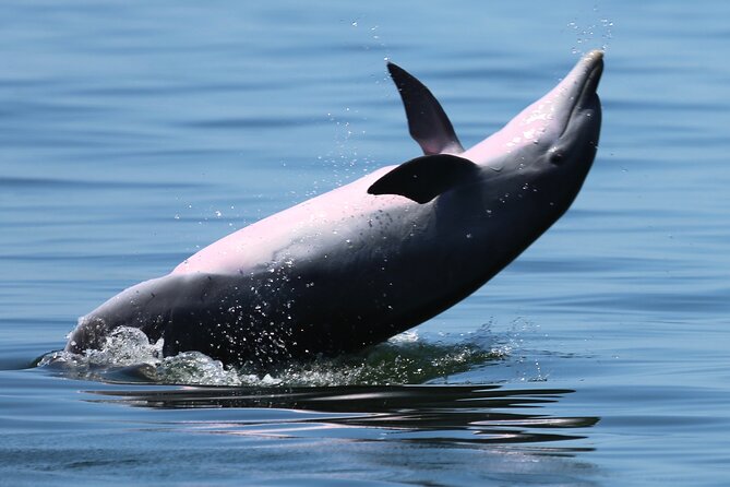 Pensacola Beach Jolly Dolphin Cruise and Scenic Bay Tour - What the Pensacola Bay cruise is really like