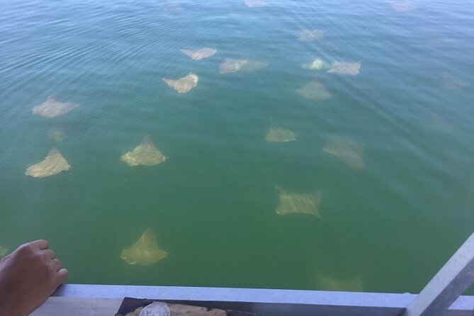 Pensacola Beach Jolly Dolphin Cruise and Scenic Bay Tour - Wildlife beyond dolphins
