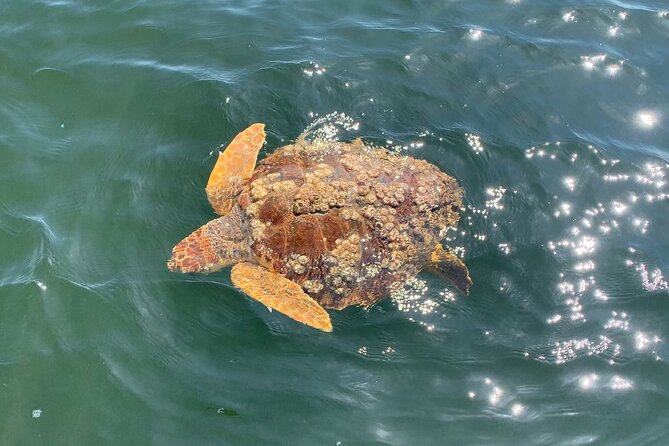 Pensacola Frisky Dolphin Sightseeing Bay Cruise - Morning, afternoon, or sunset?