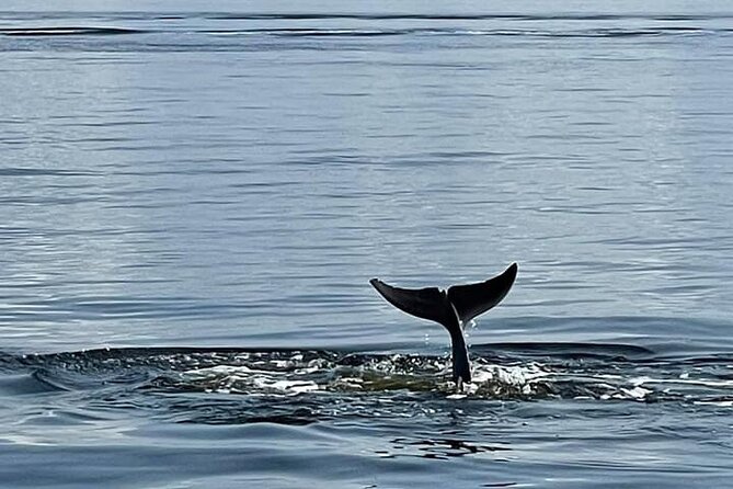 Pensacola Frisky Dolphin Sightseeing Bay Cruise - Who should book the Frisky Mermaid?