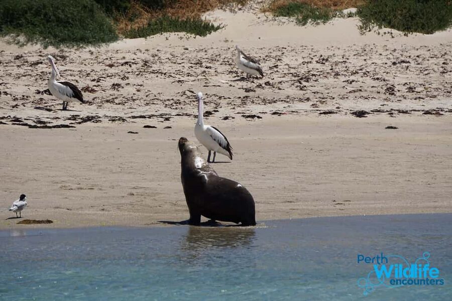 Perth: Dolphin, Sealion & Wildlife Cruise with Lunch - A One-Hour Wildlife Cruise From Penguin Island