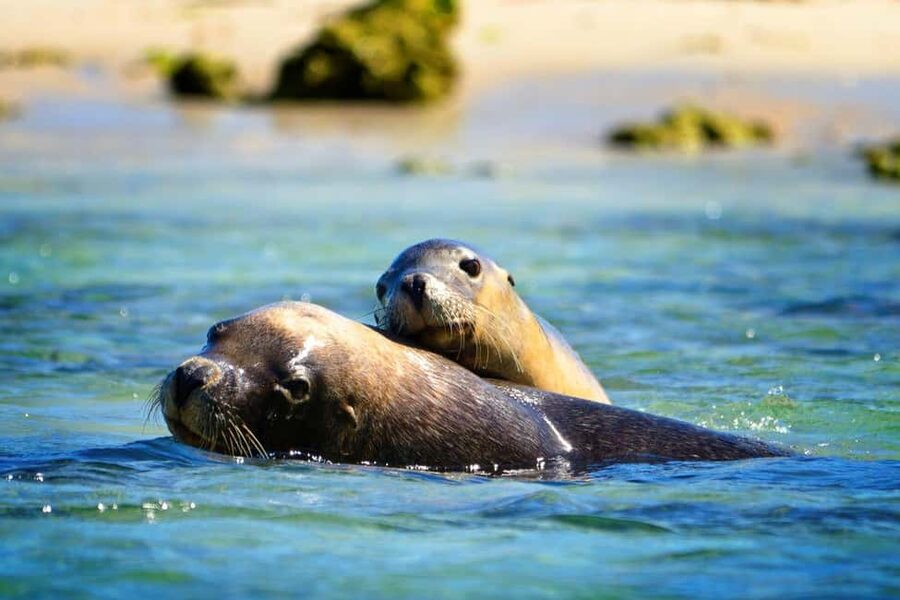 Perth: Dolphin, Sealion & Wildlife Cruise with Lunch - Seal Island and the Australian Sea Lions
