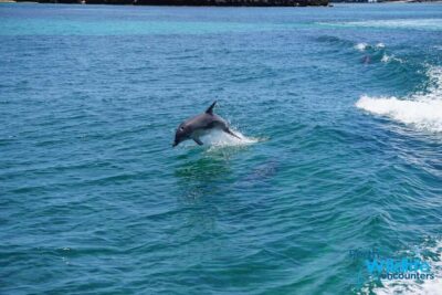 Perth: Dolphin, Sealion & Wildlife Cruise with Lunch
