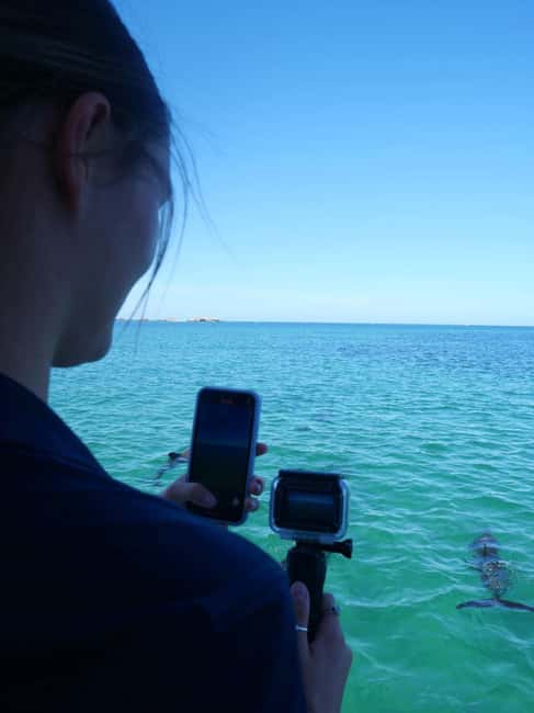 Perth: Dolphin, Sealion & Wildlife Cruise with Lunch - Timing, Check-In, and the Winter Catch