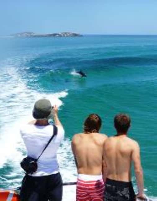 Perth: Dolphin, Sealion & Wildlife Cruise with Lunch - Is $53 Good Value?