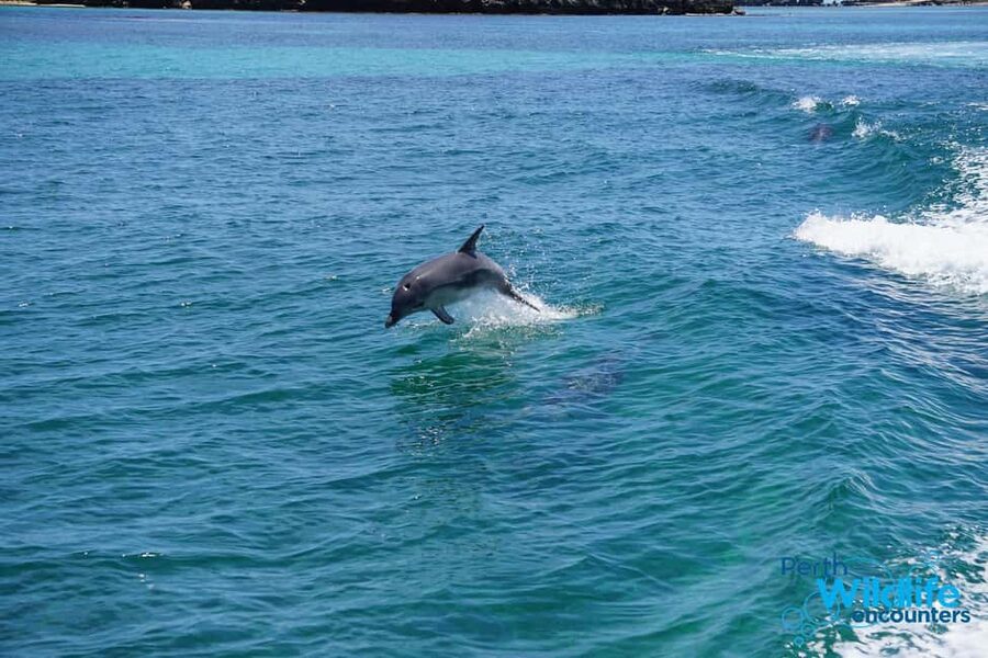 Perth: Dolphin, Sealion & Wildlife Cruise with Lunch - Dolphins, Pelicans, and Birds Along the Route