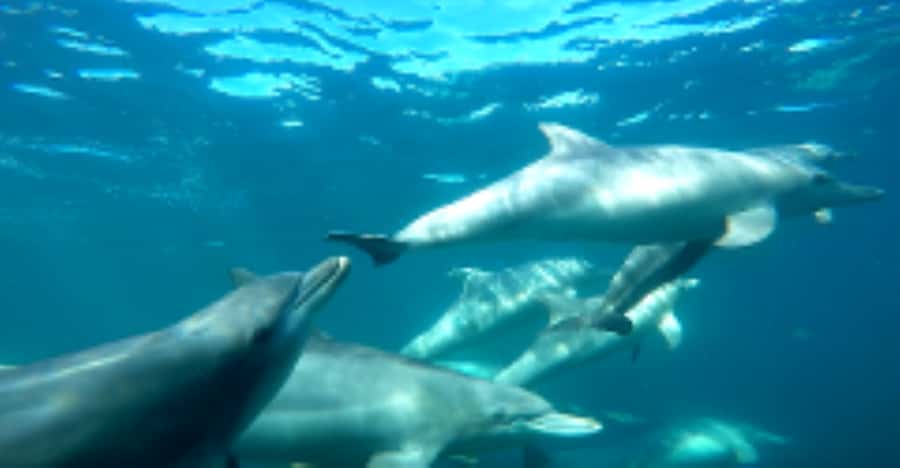 Perth: Swim with Wild Dolphins Tour - Key points at a glance