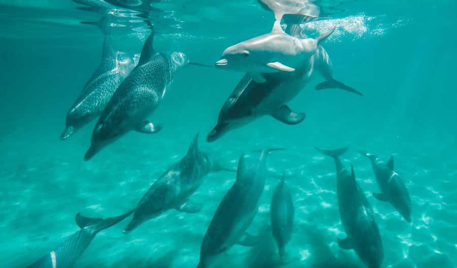 Perth: Swim with Wild Dolphins Tour - Meeting the dolphins off Rockingham