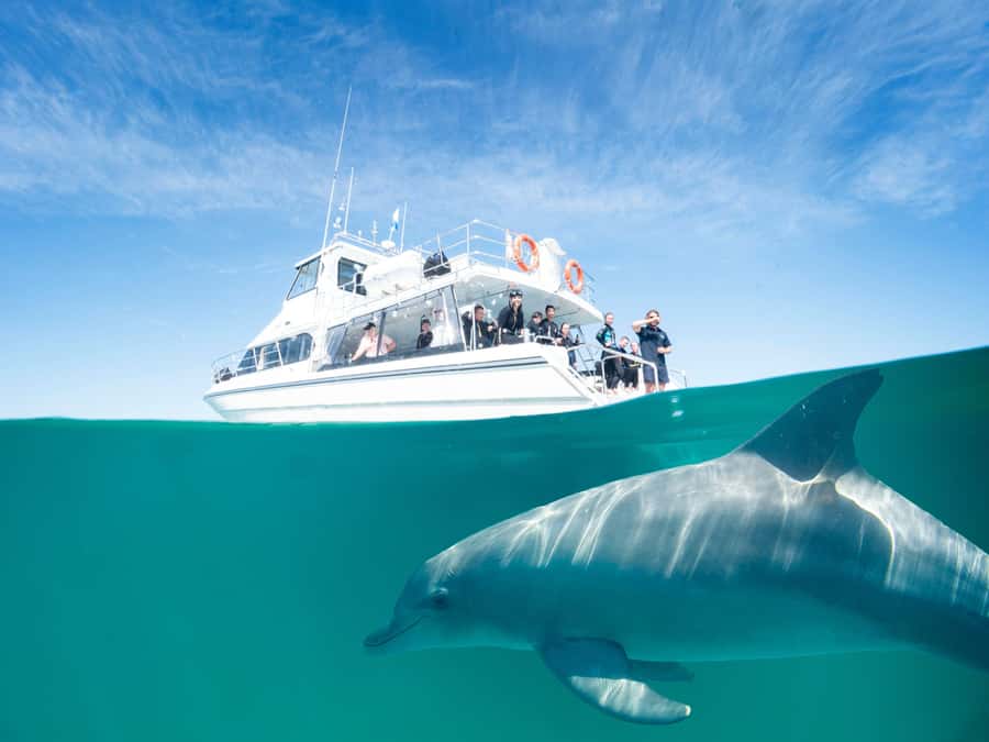 Perth: Swim with Wild Dolphins Tour - How the dolphin encounters work