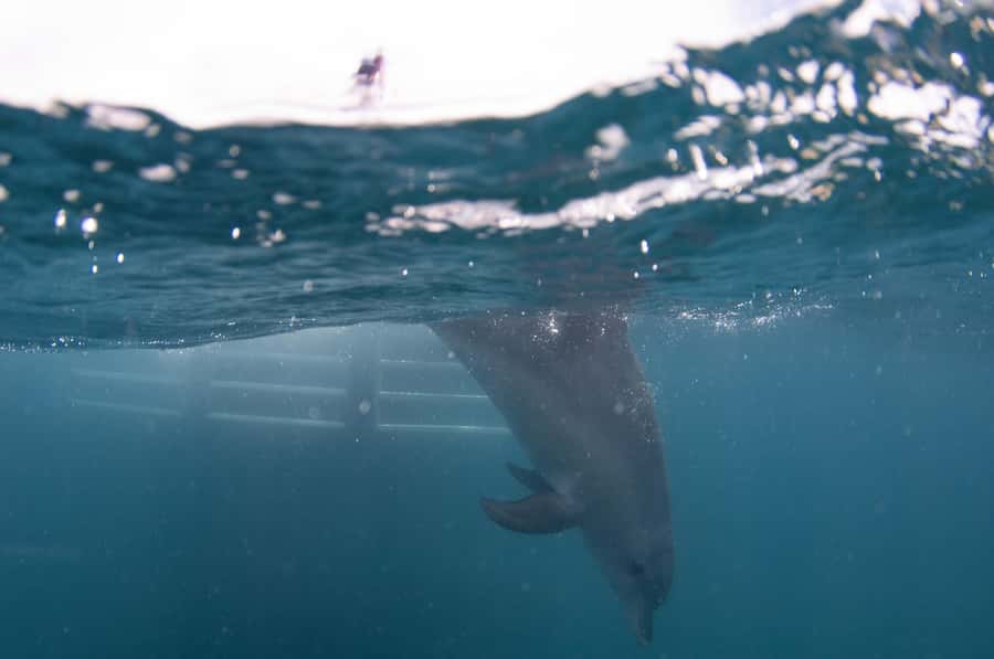 Perth: Swim with Wild Dolphins Tour - What the water is really like