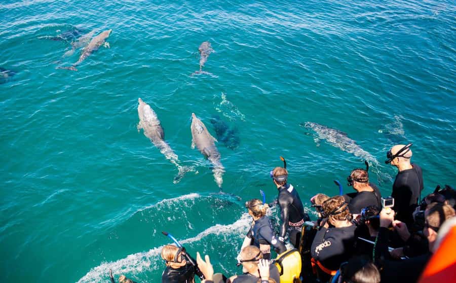 Perth: Swim with Wild Dolphins Tour - Photos and the value of the $211 price