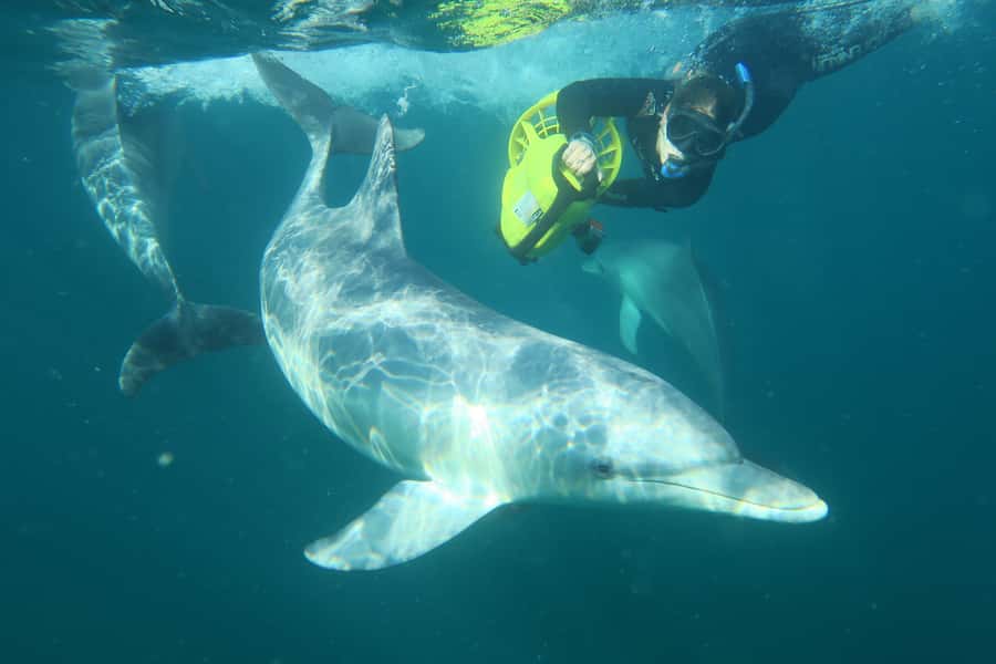 Perth: Swim with Wild Dolphins Tour - Who should book this experience