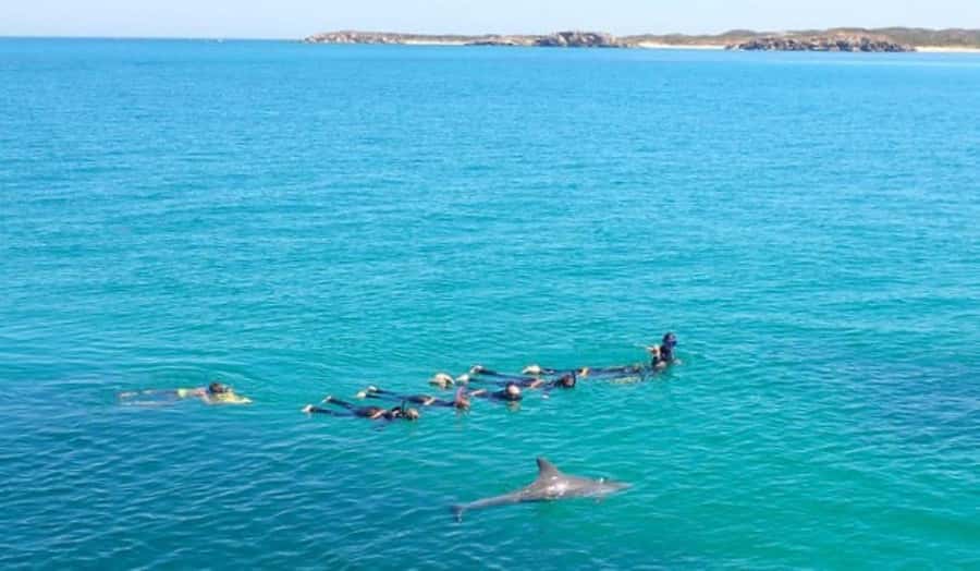 Perth: Swim with Wild Dolphins Tour - Practical ways to enjoy it more