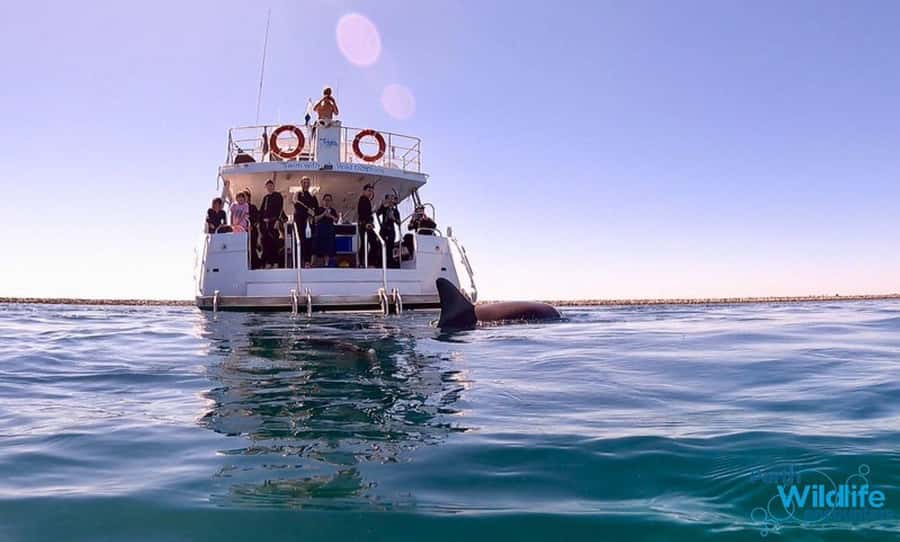 Perth: Swim with Wild Dolphins Tour - A custom boat built for easy water access