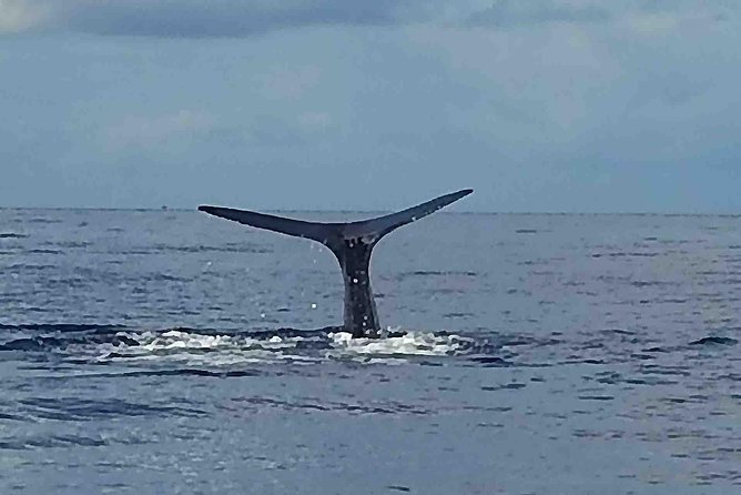 PH Whale Watch & Dolphin Cruise in Dominica - A small boat with a serious whale search
