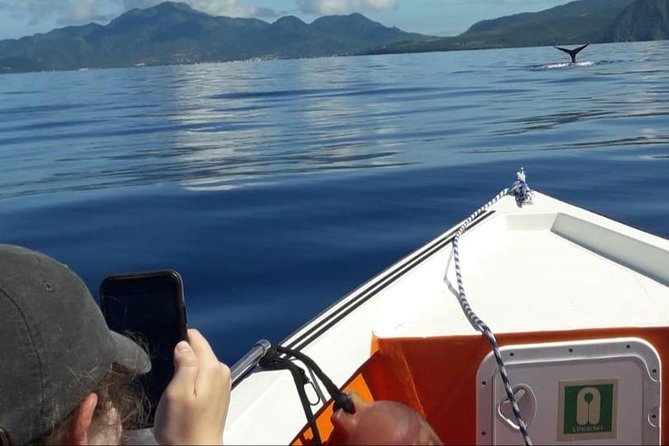 PH Whale Watch & Dolphin Cruise in Dominica - Searching for sperm whales