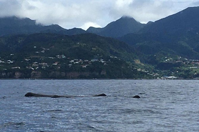 PH Whale Watch & Dolphin Cruise in Dominica - What three hours really feels like