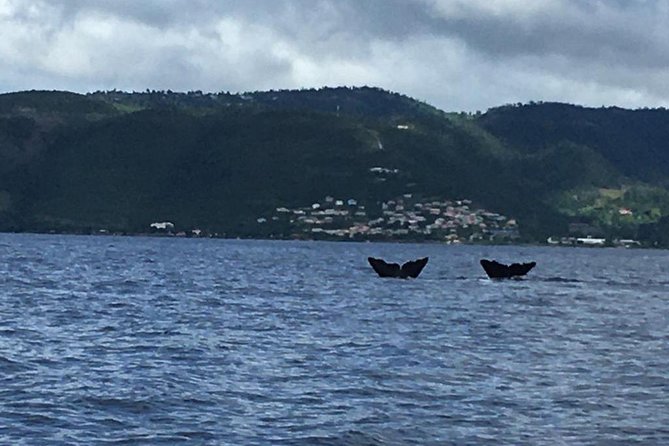 PH Whale Watch & Dolphin Cruise in Dominica - Dolphins, pilot whales, and other possibilities