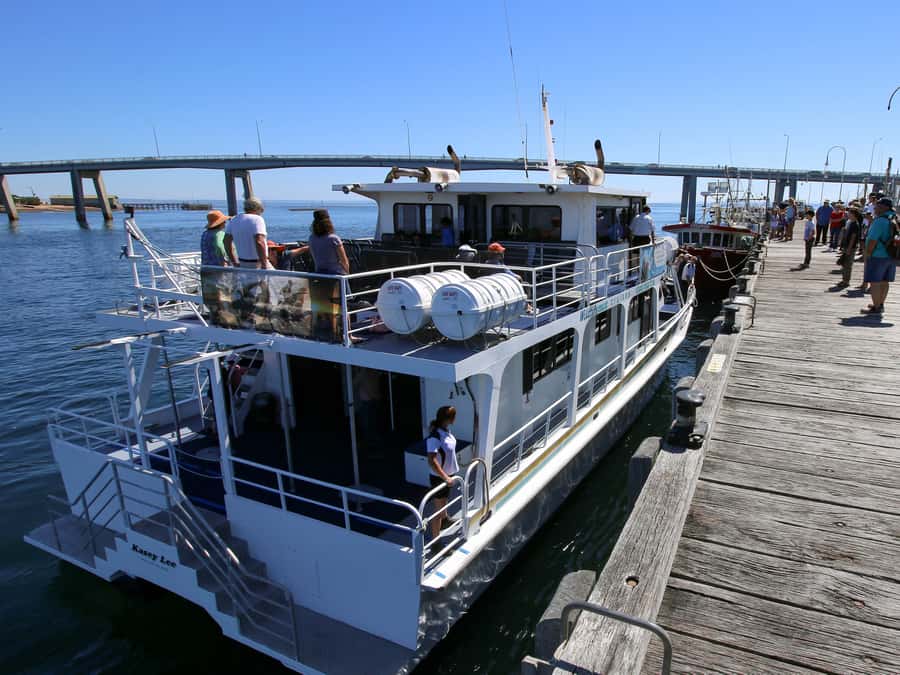 Philip Island: Dolphin and Whale Cruise - Dolphins, seals, and seabirds