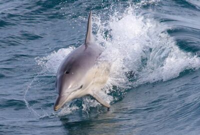 Philip Island: Dolphin and Whale Cruise