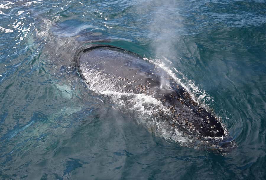 Philip Island: Dolphin and Whale Cruise - What three hours feels like onboard