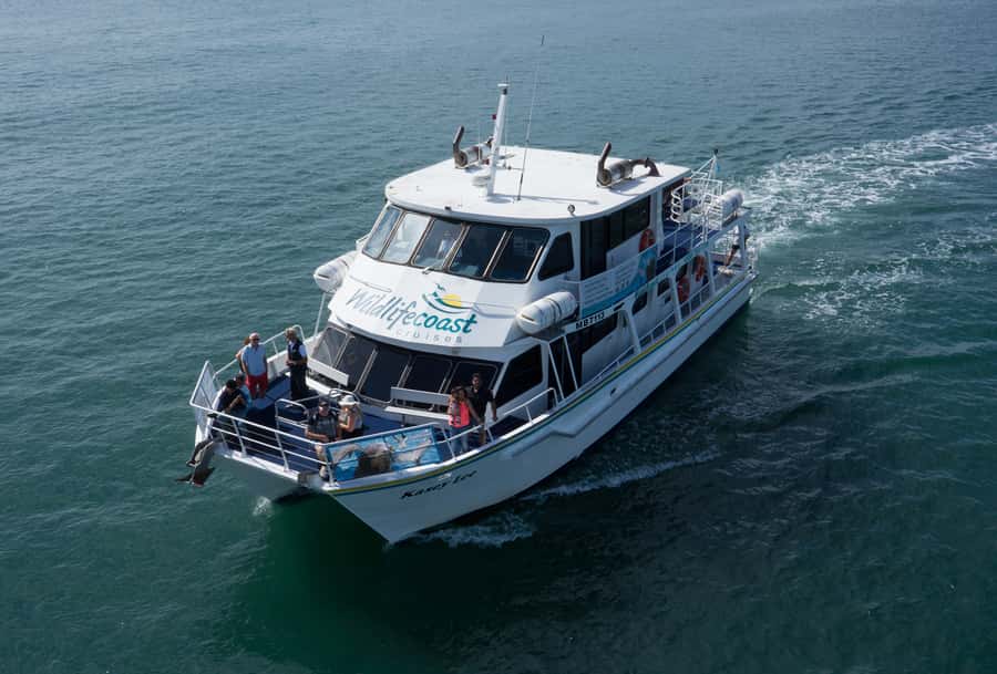 Philip Island: Dolphin and Whale Cruise - Who will enjoy this cruise most?
