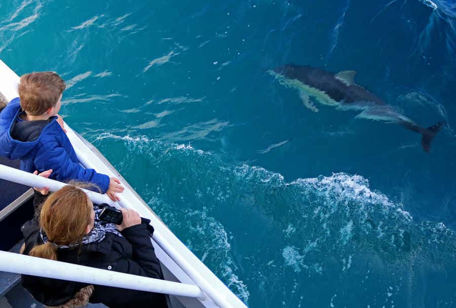 Philip Island: Dolphin and Whale Cruise - Practical booking advice