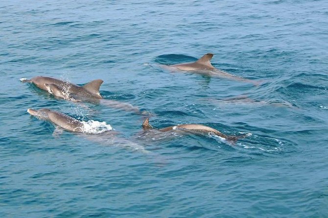Phuket Dolphin Quest: Racha & Maiton Island Expedition - From Phuket hotel to Panwa Pier
