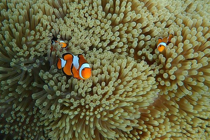Phuket Dolphin Quest: Racha & Maiton Island Expedition - Racha Yai for lunch and a second swim