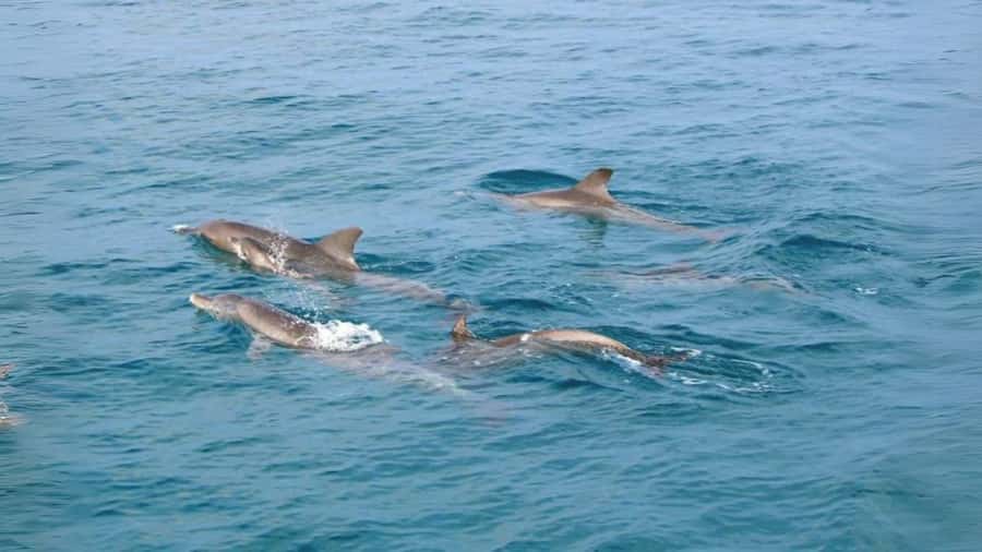 Phuket: Raya Island, Maithon Island, & Dolphin Spotting Tour - Key points to know before booking