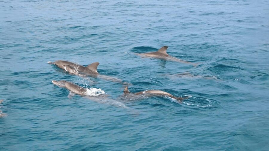 Phuket: Raya Island, Maithon Island, & Dolphin Spotting Tour - Who should book this island trip