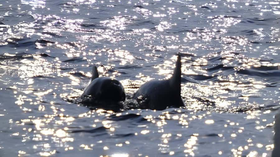 Phuket: Raya Island, Maithon Island, & Dolphin Spotting Tour - Getting the timing right