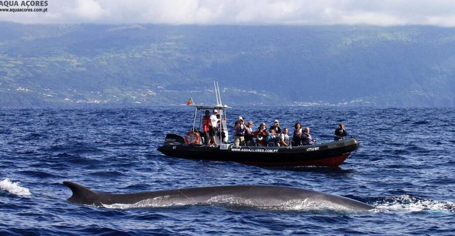 Pico Island: Azores Whale & Dolphin Watching on Zodiac Boat - Why Pico Is a Fine Place for Whale Watching