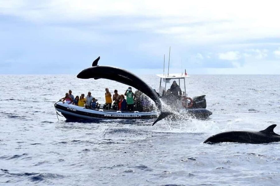 Pico Island: Azores Whale & Dolphin Watching on Zodiac Boat - What the Marine Guide Adds