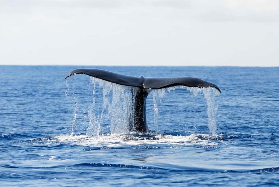 Pico Island: Azores Whale & Dolphin Watching on Zodiac Boat - The Return to Lajes and Small Extras