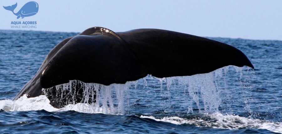 Pico Island: Azores Whale & Dolphin Watching on Zodiac Boat - The Zodiac Ride Along Pico’s Coast