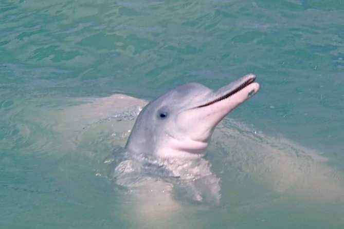 Pink Dolphin Spotting & Pig Island Speedboat Tour From Koh Samui - The morning starts at 8:00 am in southern Koh Samui