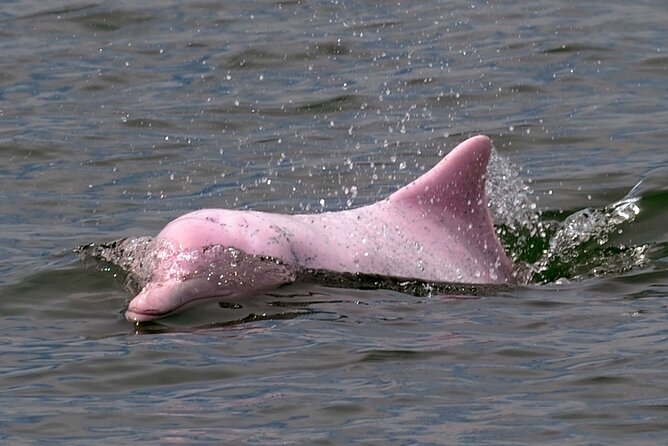 Pink Dolphin Spotting & Pig Island Speedboat Tour From Koh Samui - Pig Island brings pigs, beach, and crowds