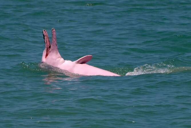 Pink Dolphin Spotting & Pig Island Speedboat Tour From Koh Samui - What the $87.19 price really covers