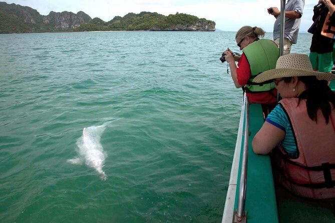 Pink Dolphin Spotting & Pig Island Speedboat Tour From Koh Samui - Who will enjoy this tour most