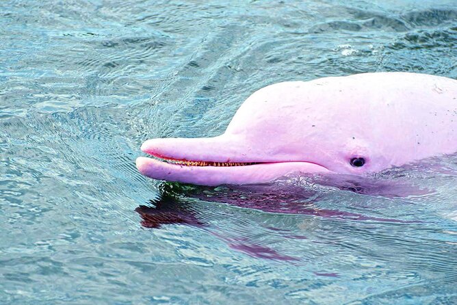 Pink Dolphin Spotting & Pig Island Speedboat Tour From Koh Samui - Practical details that affect the day