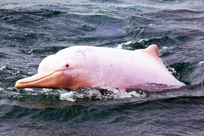 Pink Dolphin Spotting & Pig Island Speedboat Tour From Koh Samui - Koh Tan offers the best water activity