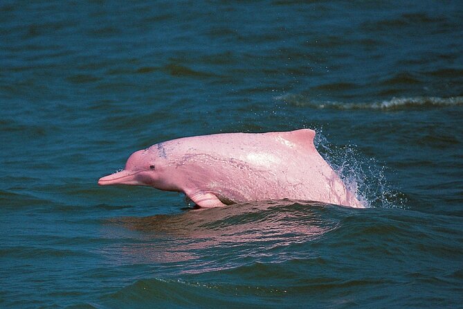 Pink Dolphin Spotting & Snorkelling Day Tour At Pigs Island - Khanom Beach and the search for pink dolphins