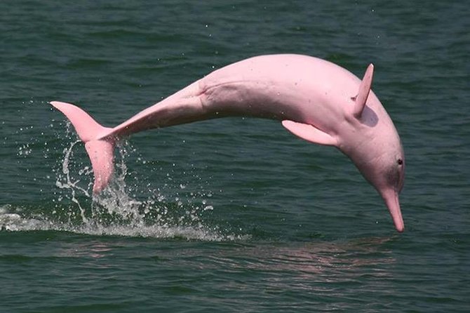 Pink Dolphin Spotting & Snorkelling Day Tour At Pigs Island - Lunch, swimming, and the flexible middle of the schedule