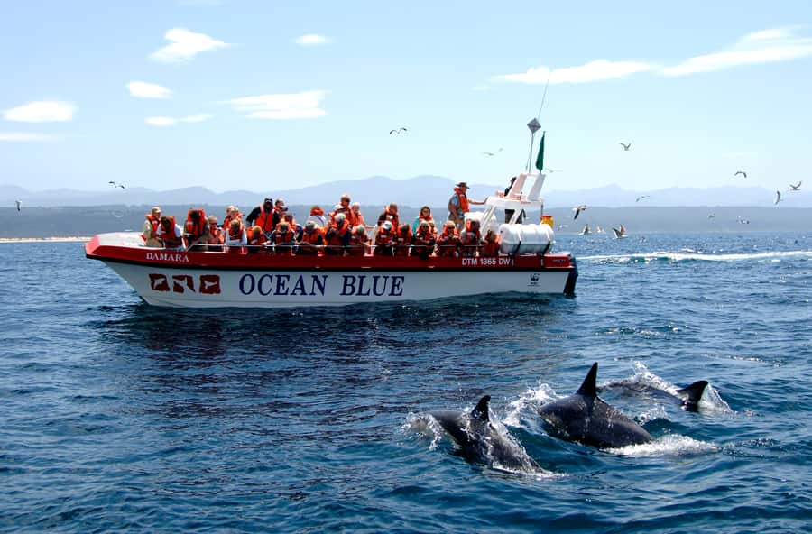 Plettenberg Bay: Dolphin and Marine Boat Tour - Starting with a surf launch at Ocean Blue Adventures