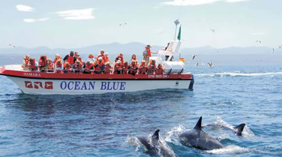 Plettenberg Bay: Dolphin and Marine Boat Tour - Rounding Robberg Peninsula and reaching the wild side