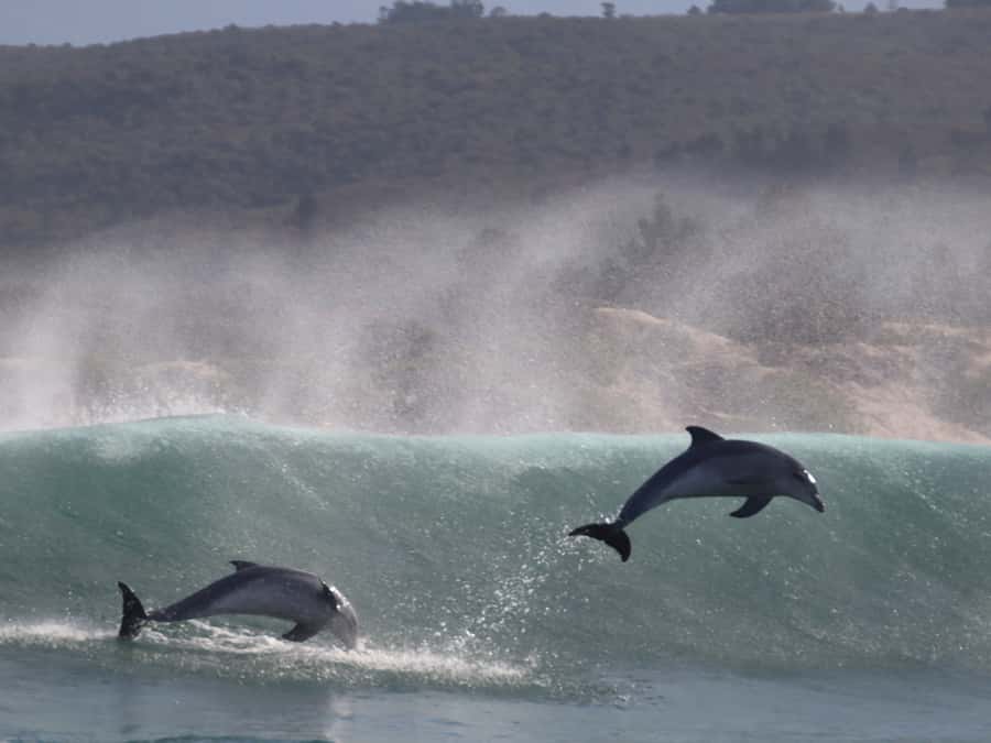 Plettenberg Bay: Dolphin and Marine Boat Tour - Returning along Robberg Beach and the whaling-station story