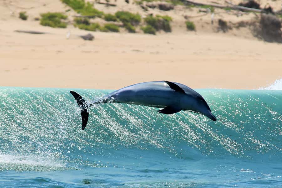 Plettenberg Bay: Dolphin and Marine Boat Tour - What $46 buys you in 90 minutes